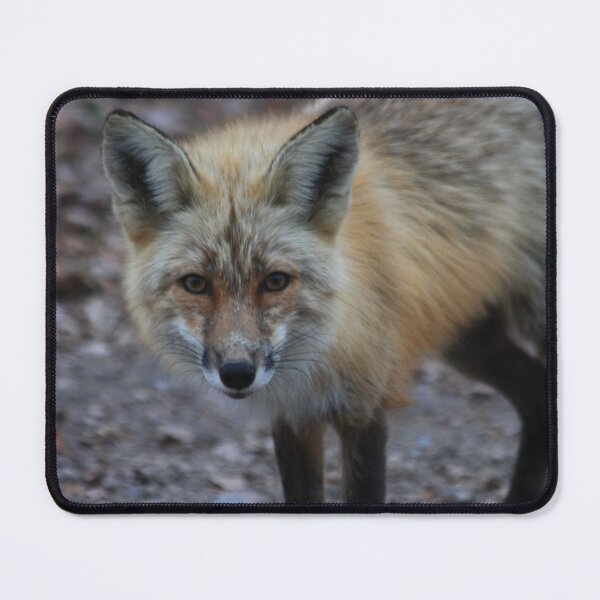 Item preview, i see you designed and sold by DawnFyfePhotos.