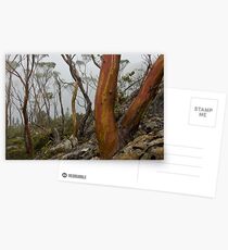 Labyrinth Snowgums Postcards