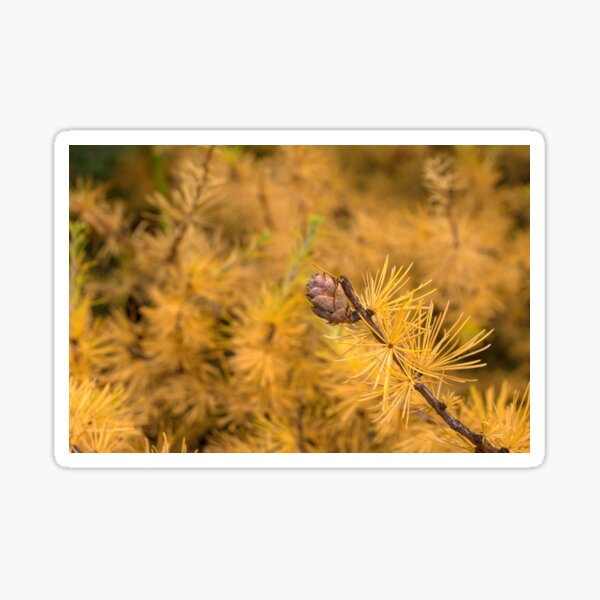 Item preview, Tamarack in Fall designed and sold by mahnkephotos.