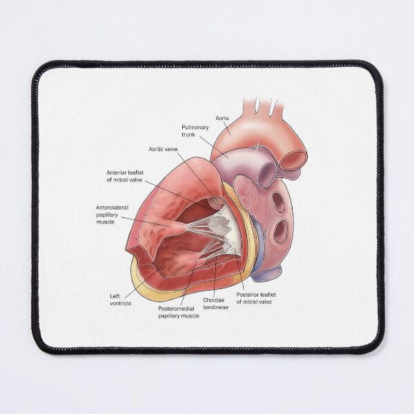Item preview, Heart Anatomy designed and sold by TIBOM.