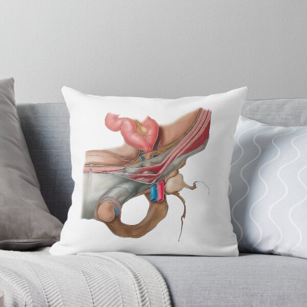 Item preview, Hernia Anatomy designed and sold by TIBOM.
