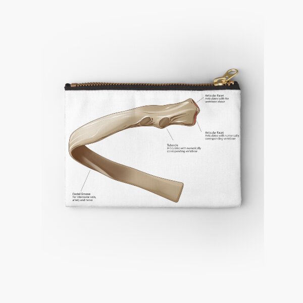 Item preview, Rib Anatomy designed and sold by TIBOM.