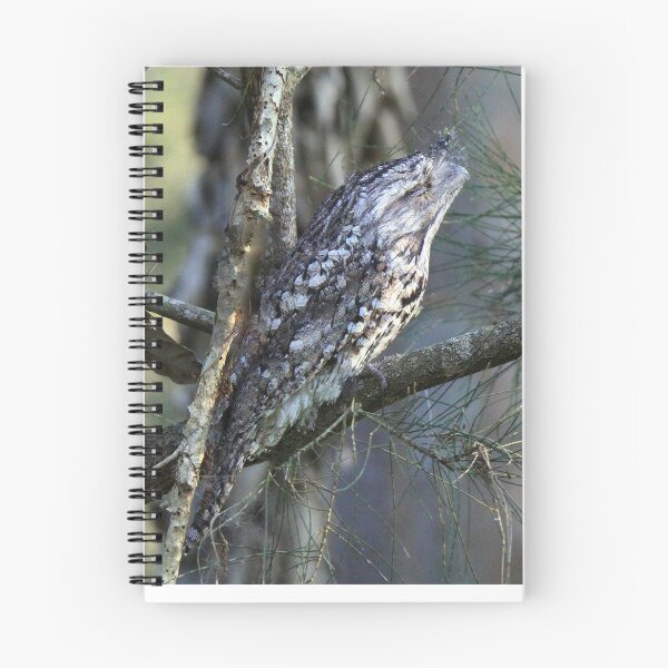Item preview, Tawny Frogmouth camouflaged on a branch in a tree designed and sold by BirdsAlive.