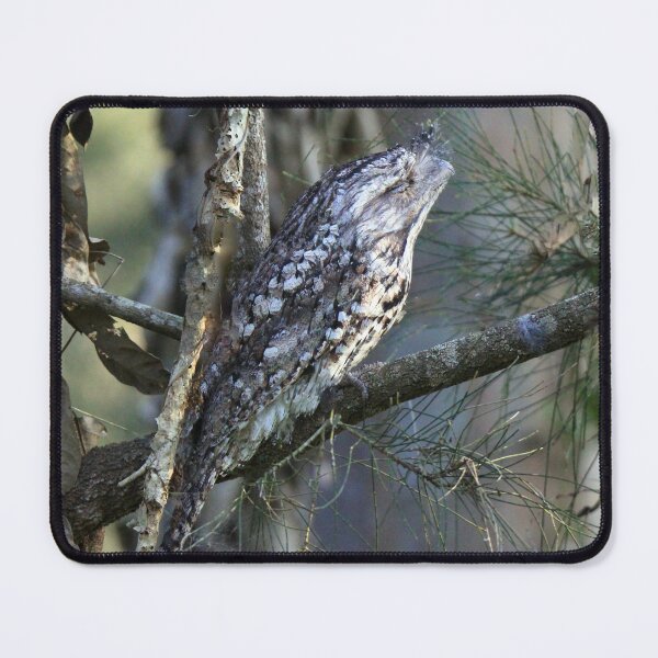 Item preview, Tawny Frogmouth camouflaged on a branch in a tree designed and sold by BirdsAlive.