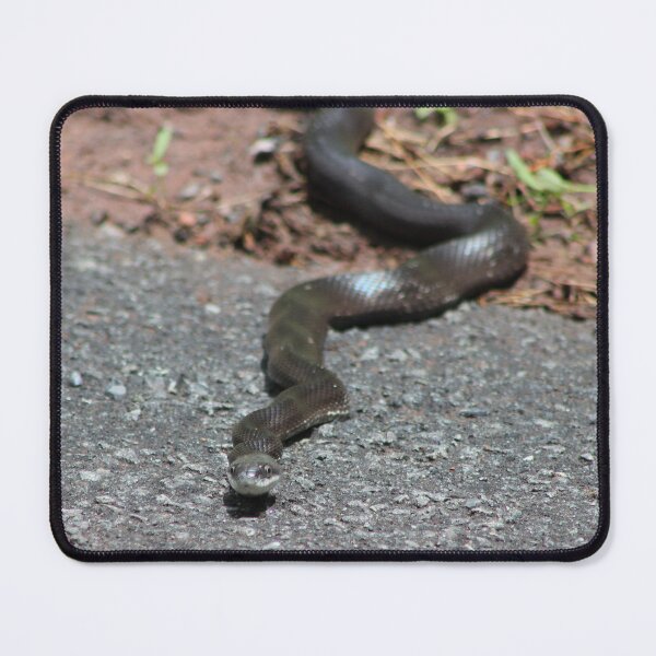 Item preview, Black Snake designed and sold by Valeria Lee.