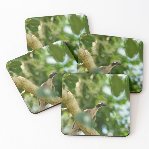 Item preview, Australian Friarbird in Rainforest – Unique Bird Photography Print designed and sold by AvianAdventures.