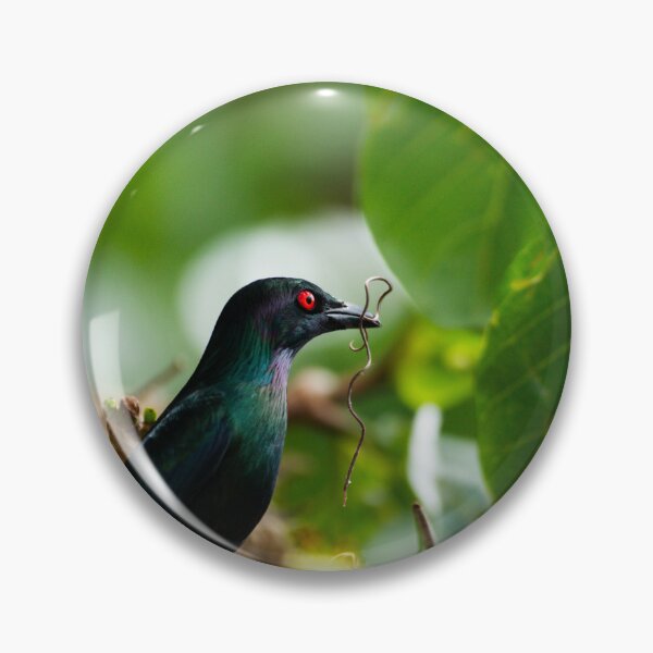 Item preview, Metallic Starling Nest Building – Unique Bird Photography Print designed and sold by AvianAdventures.
