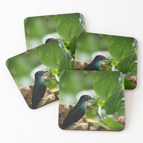Item preview, Metallic Starling Nest Building – Unique Bird Photography Print designed and sold by AvianAdventures.