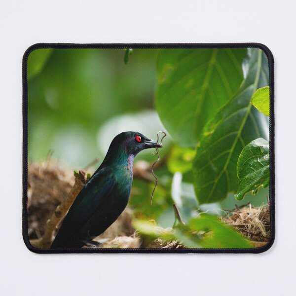 Item preview, Metallic Starling Nest Building – Unique Bird Photography Print designed and sold by AvianAdventures.