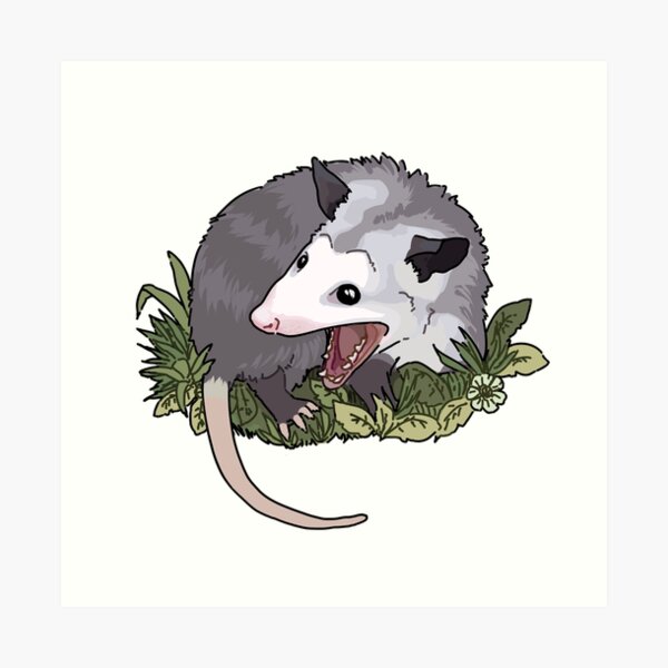 Possum Art Prints | Redbubble