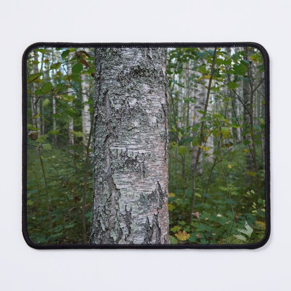 Item preview, Beautiful birch. Haavisto 2024 designed and sold by Jouko Lehto Photography.