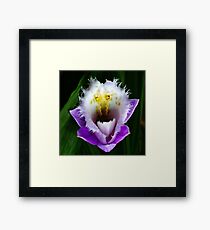 Phyllis-as-in-Diller - Orchid Alien Discovery Framed Print