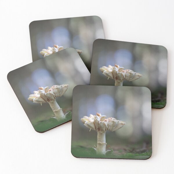 Item preview, mushroom season designed and sold by pejuphotography.