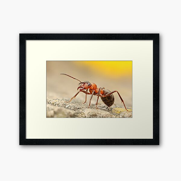 Item preview, red wood ant designed and sold by pejuphotography.