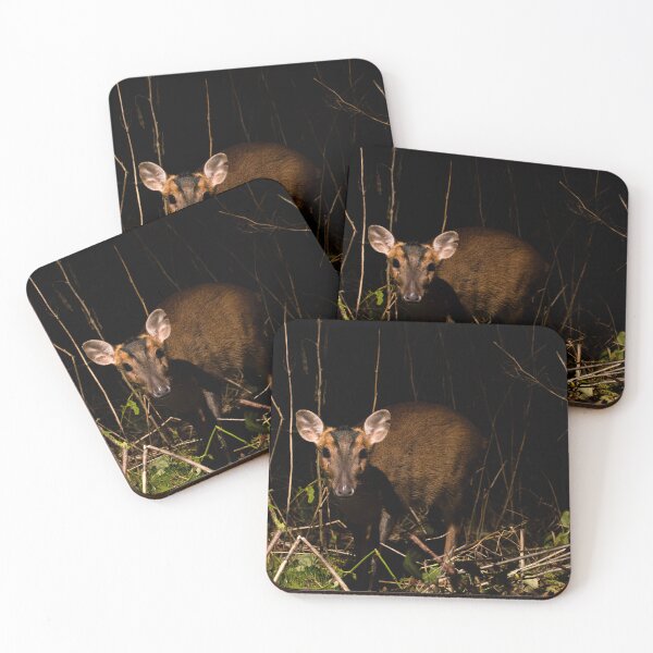 Item preview, Muntjac Deer designed and sold by MTPhotos1406.