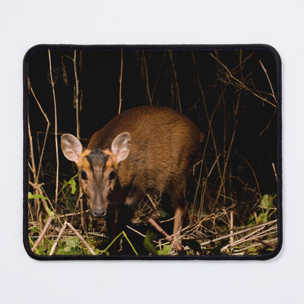 Artikelvorschau, Muntjak-Hirsch entworfen und verkauft von MTPhotos1406.