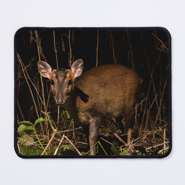 Artikelvorschau, Muntjak-Hirsch entworfen und verkauft von MTPhotos1406.