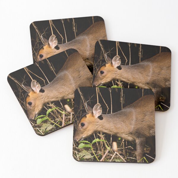 Item preview, MuntjacPhotograph taken of a Muntjac Deer on a DSLR Camera Trap. designed and sold by MTPhotos1406.
