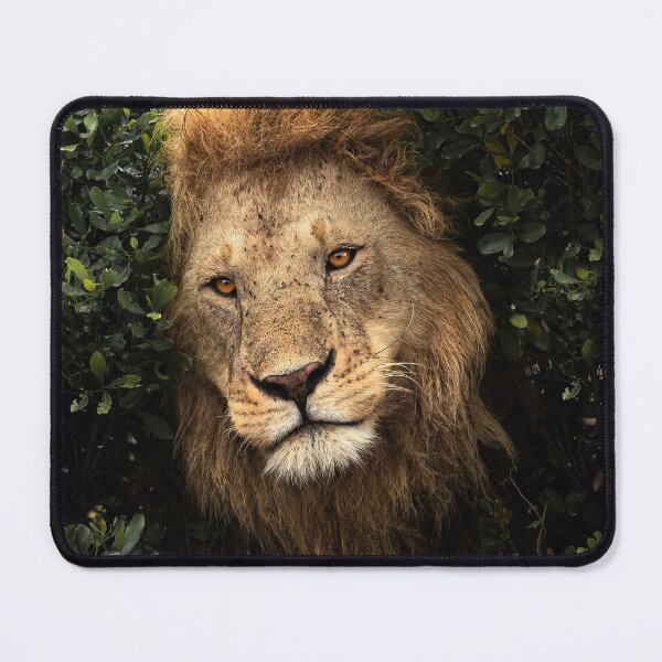 Item preview, Male Lion Emerging from Bushes designed and sold by AndyMorkot.