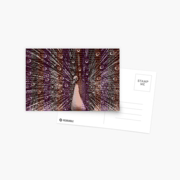 Peacock abstract Postcard