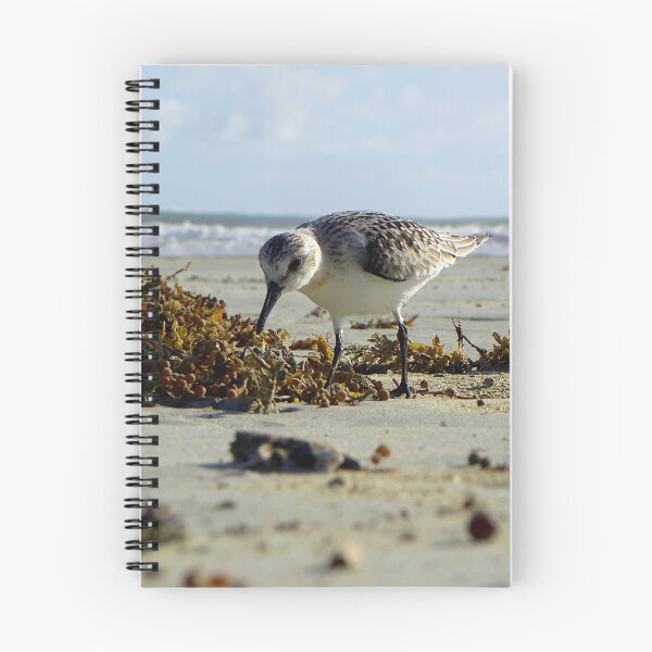 Item preview, Baird's Sanderling designed and sold by MercerImages.