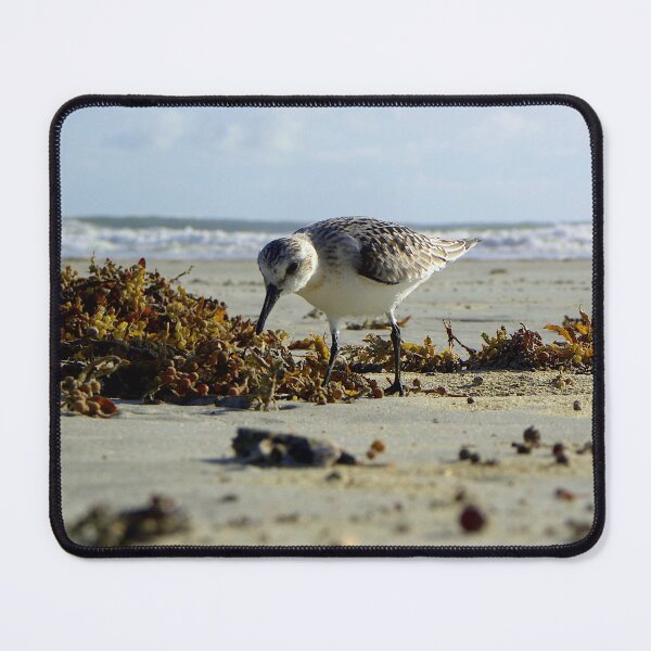 Item preview, Baird's Sanderling designed and sold by MercerImages.