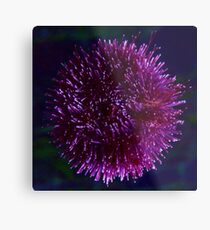 Sea urchin Metal Print