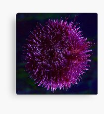 Sea urchin Canvas Print