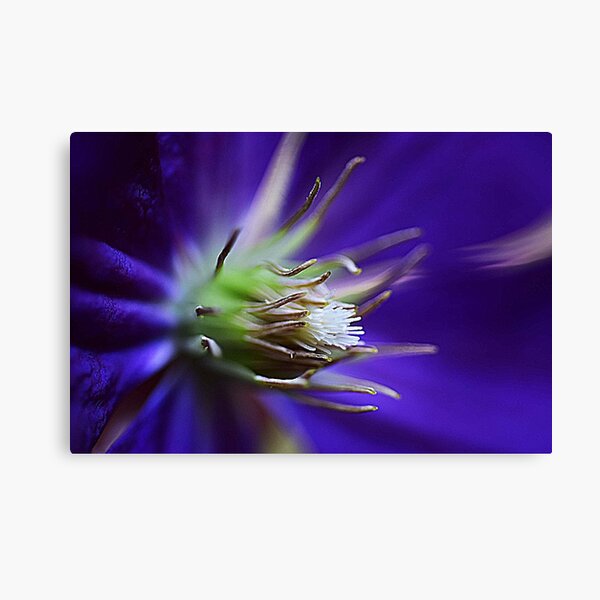 Item preview, Clematis  designed and sold by Wviolet28.