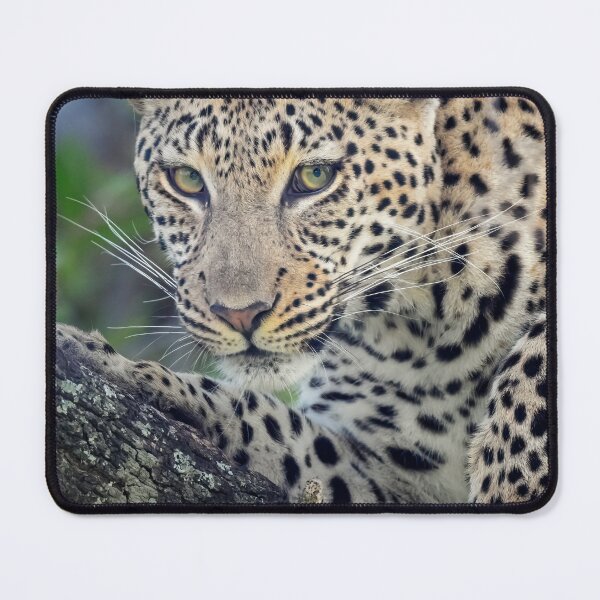 Item preview, Leopard Portrait Botswana designed and sold by PhotoArt by Joan Carroll.