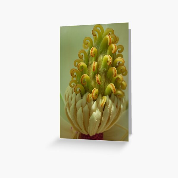 Magnolia Heart Greeting Card