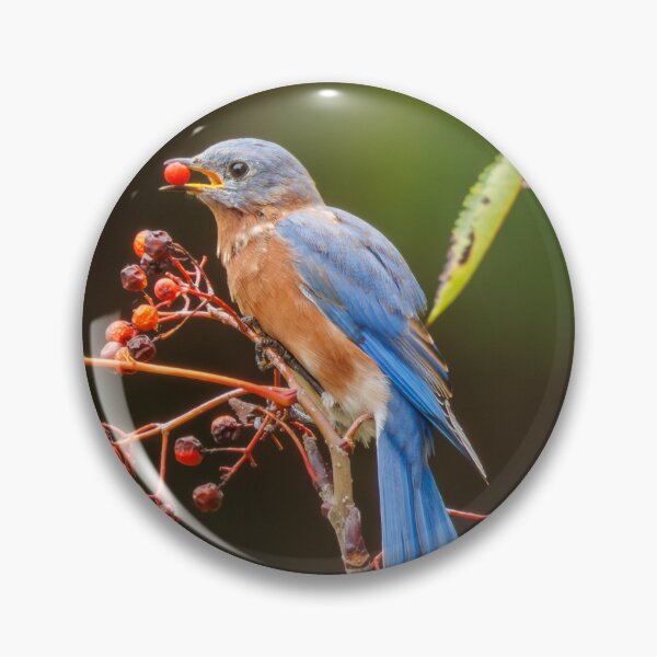 Item preview, Eastern Bluebird designed and sold by FlyingLilly.