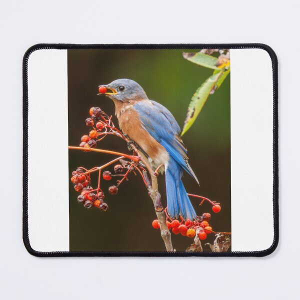 Item preview, Eastern Bluebird designed and sold by FlyingLilly.