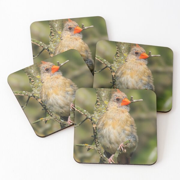 Item preview, Female Cardinal designed and sold by FlyingLilly.
