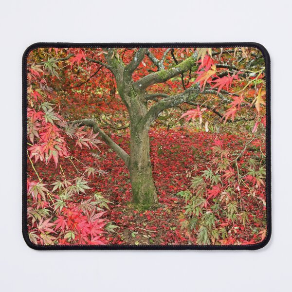 Item preview, Acer at Westonbirt designed and sold by RedHillDigital.