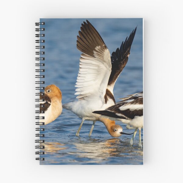 Item preview, American Avocets resting on their way South designed and sold by FlyingLilly.