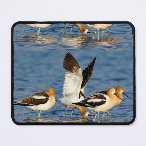 Item preview, American Avocets resting on their way South designed and sold by FlyingLilly.
