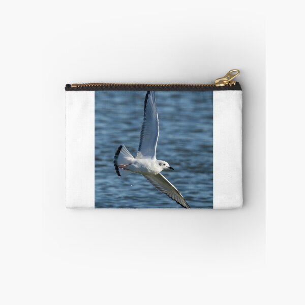 Item preview, Bonaparte Gull flying designed and sold by FlyingLilly.