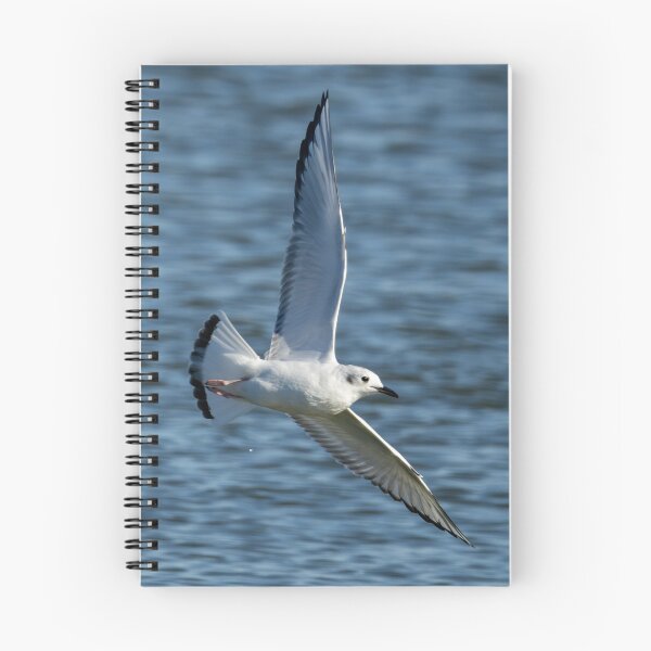 Item preview, Bonaparte Gull flying designed and sold by FlyingLilly.