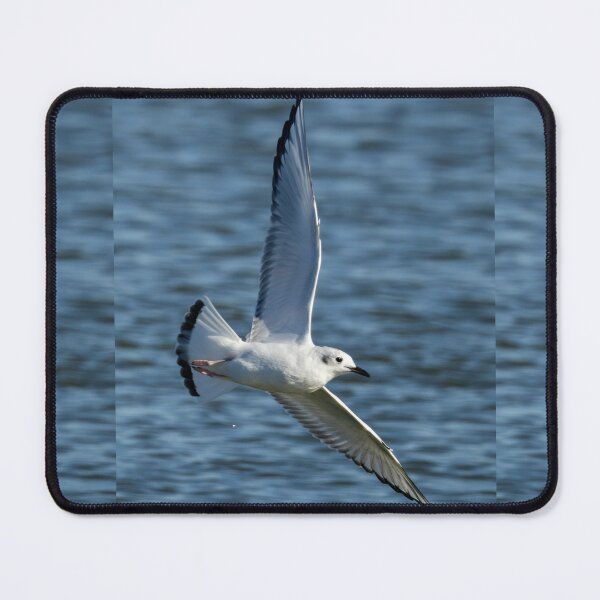 Item preview, Bonaparte Gull flying designed and sold by FlyingLilly.