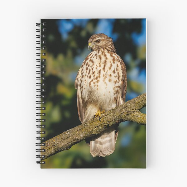 Item preview, Red tail  hawk watching me with a side eye designed and sold by FlyingLilly.