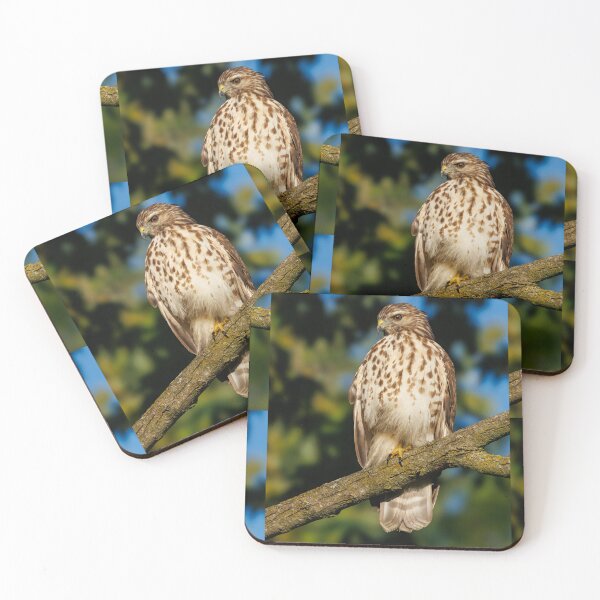 Item preview, Red tail  hawk watching me with a side eye designed and sold by FlyingLilly.