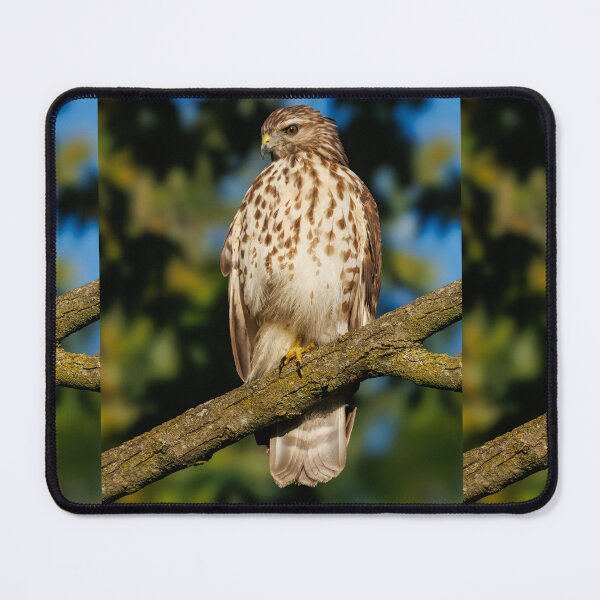 Item preview, Red tail hawk watching me with a side eye designed and sold by FlyingLilly.