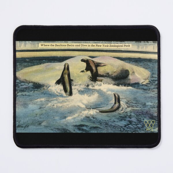 Item preview, 1940s Bronx Zoo Sea Lions Postcard designed and sold by WCS-Archives.