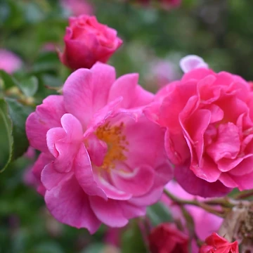 Artwork thumbnail, Deep Pink Roses by MangoSeeds