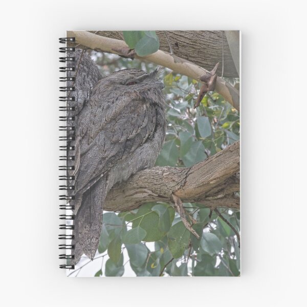 Item preview, Tawny Frogmouth w Young watching Leith Park Victoria 20180214 2331  designed and sold by Fred Mitchell.
