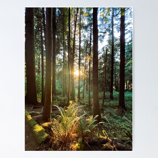 Item preview, Sunbeam through the Enchanted Forest designed and sold by tayokristine.