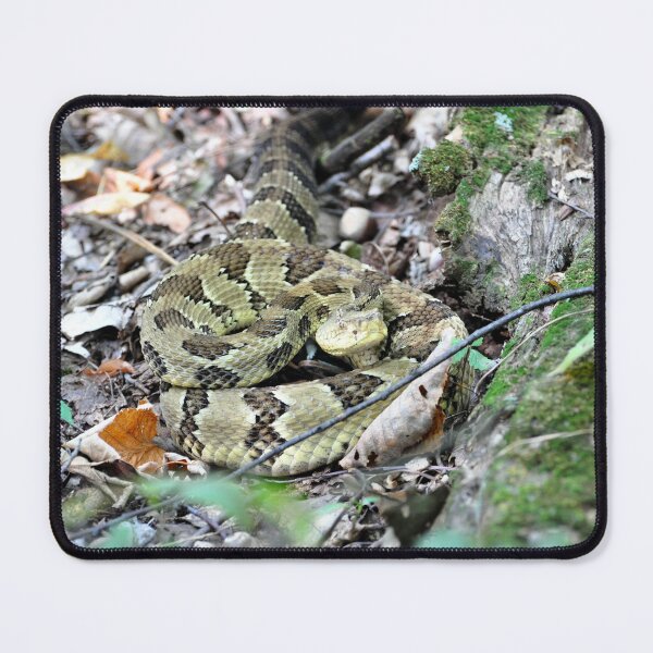 Item preview, Timber Rattlesnake on Peters Mountain designed and sold by BadWolfStudios.