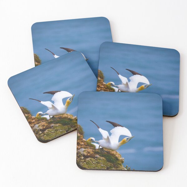 Item preview, Gannet Taking Flight from Cliff Edge designed and sold by AvianAdventures.