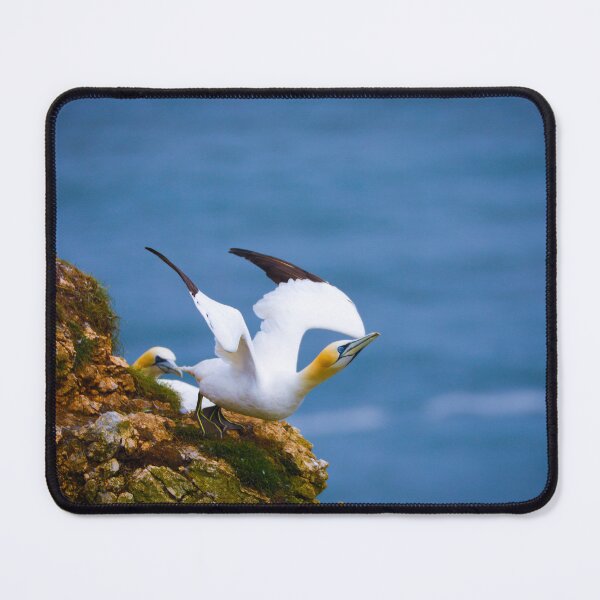 Item preview, Gannet Taking Flight from Cliff Edge designed and sold by AvianAdventures.